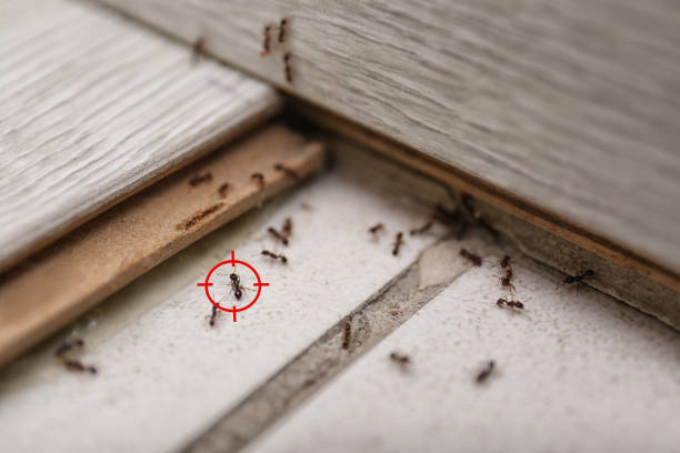 Best Termite Control Services  in Parksdale, CA