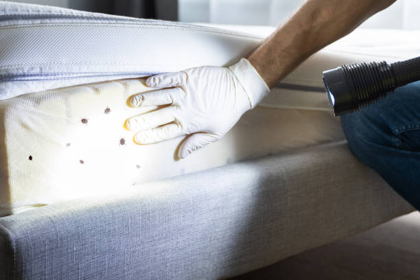 Best Mosquito Control Services  in Parksdale, CA
