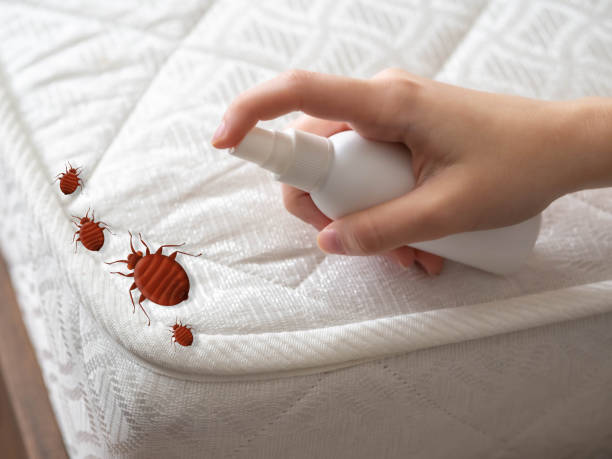 Best Spider Control Near Me  in Parksdale, CA