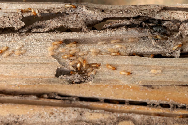 Best Wasp Removal Services  in Parksdale, CA